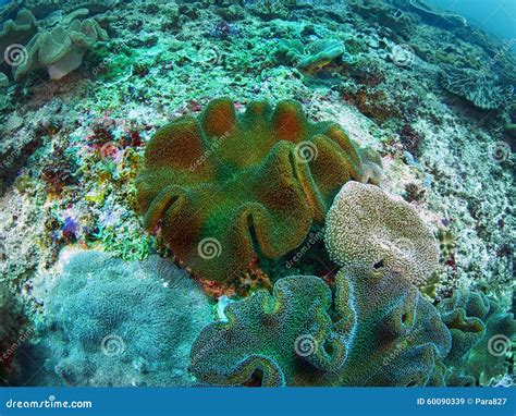 Coral Reef Stock Image Image Of Bali Aquarium Underwater