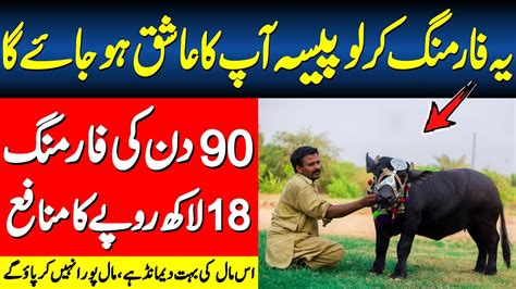 Bachra Farming Business Idea In Pakistan Small Bachra Farm And