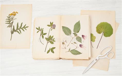 Herbarium Of Flowers And Grasses Stock Photo Image Of Element Flat