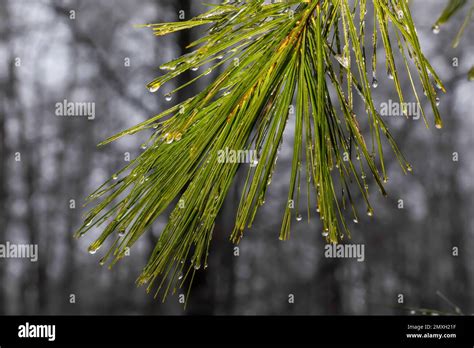 Eastern White Pine Pinus Strobus Needles Coated With Ice After A