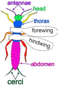 Insects – INHS Environmental Education