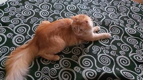 Рыжий Барсик | Игры с бумажкой | Кайфуюшки | Кот в мешке - YouTube