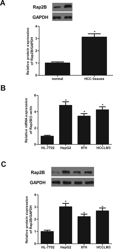 Rap2B Is Upregulated In HCC Tissues And Cell Lines A Western Blot