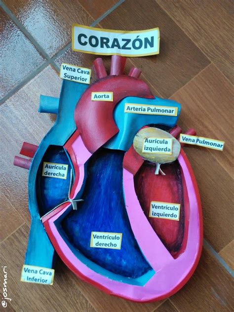 Corazón Experimentos Científicos Para Niños Proyectos De Ciencia De