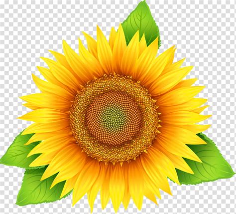 Graphy Logo Sunflower Oil Common Sunflower Sunflower Seed Label