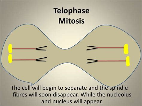 Mitosis flip book diagram - nelobattle