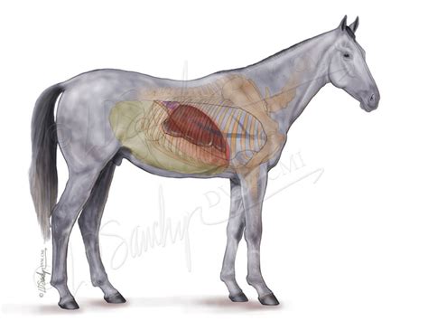 Equine Liver And Gastrointestinal Anatomy Sawchyn Medical Illustration