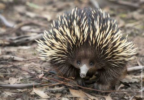 Echidna Facts, Information And Pictures From Active Wild