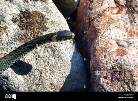 Hierba serpiente común Natrix natrix de la costa este del mar Báltico