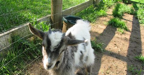 Columbia Talk: Pygmy Goats!