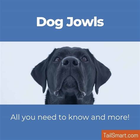 Dog Jowls – All You Need To Know And More