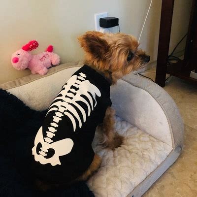 Dog Halloween Costume Dog Skeleton Shirt, Dog Halloween Shirt, Skeleton ...