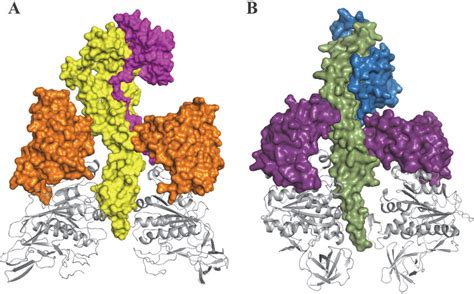 Comparison Of The Related Lever And Foot Domains Of The Mma 3 B 3 Df