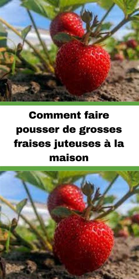 Comment faire pousser de grosses fraises juteuses à la maison