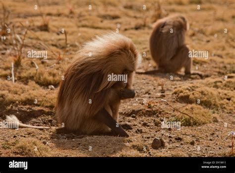 Gelada Monkeys Eating Grass In Ethiopian Africa Mountains Stock Photo