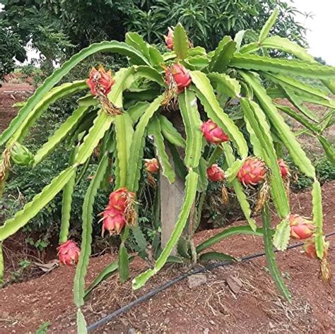 Dragon Fruit Cactus