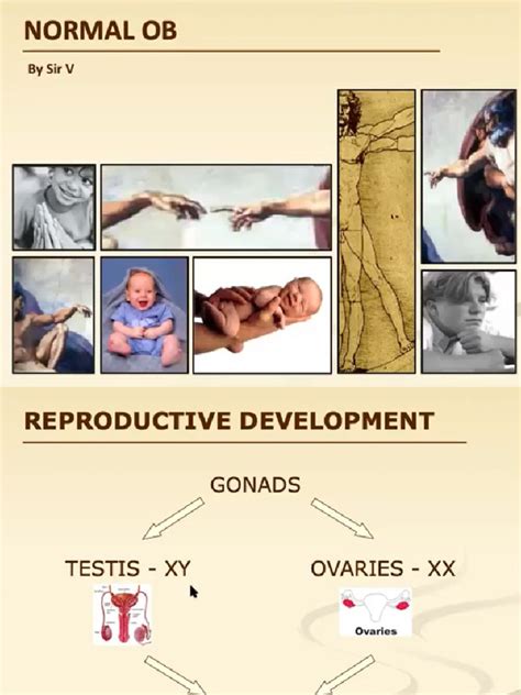 Male Reproductive Anatomy | PDF