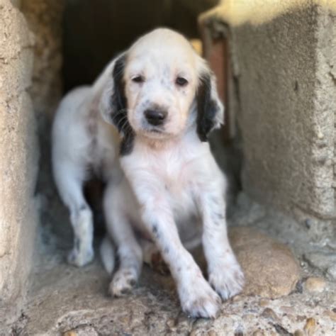 Tigrou Chien Setter Anglais L Adoption Boug Chambalud Pet Adoption