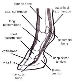 Horse Hoof Anatomy Inside and Out