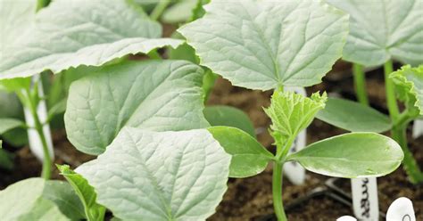 How to Space Squash Plants: How Far Apart? – Self Gardener