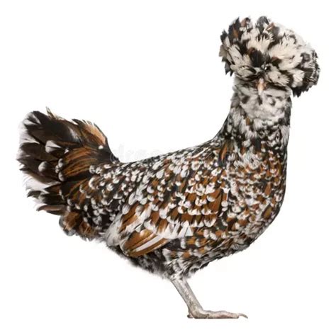 Ovos De Galinha Polonesa - Ovos Galados De Galinha Polonesa 10 Unidades | MercadoLivre