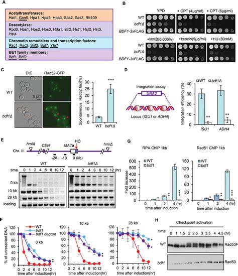 Bdf Promotes Dna Damage Response And Repair By Hr A A List Of Yeast