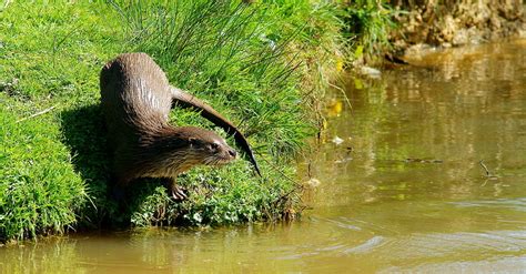 Parco Nazionale del Pollino uno scrigno di biodiversità faunistica