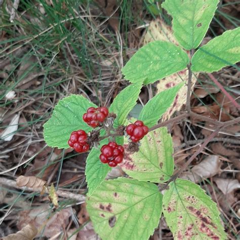 Photo Blackberry Unknown Rubus Spec Observation Org