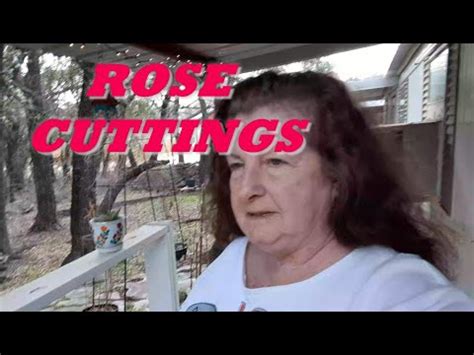 Rose Cuttings Update Youtube