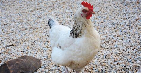 About Sussex Chickens: Inquisitive and Hardy Birds