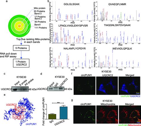 Circpum Interacts With Uqcrc In Mitochondria A Analysis Pipeline Was