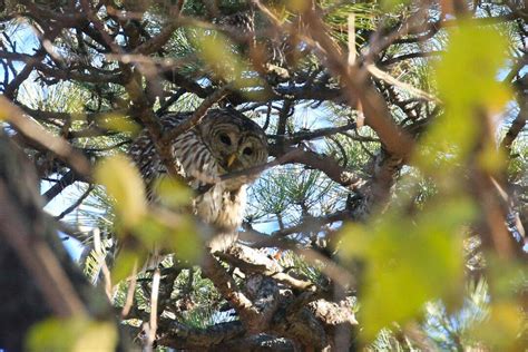 Wildlife Officials Plan To Cull Nearly Half A Million Barred Owls To Protect Spotted Owls The