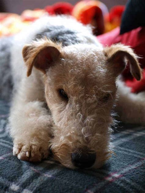 11 Things You Should Know About Fox Terriers Your Dog Advisor