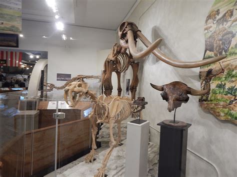 New Fossil Finds at the Fort Morgan Museum! - Visit Morgan County, Colorado