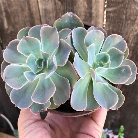 Echeveria With Ruffled Leaves It Glows So Many Cool Succulents