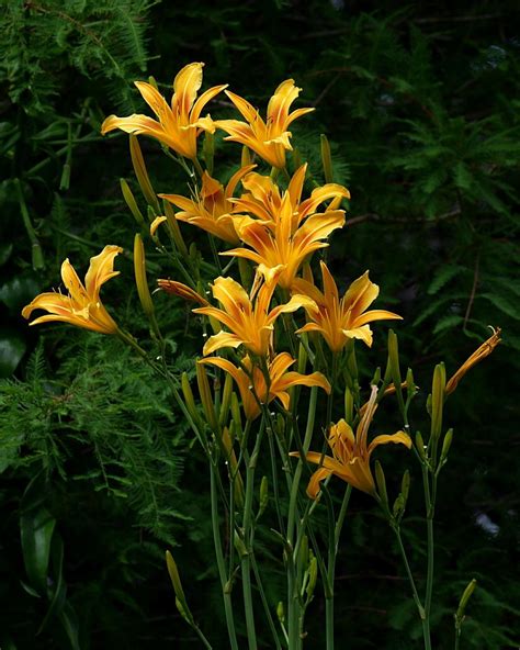 Daylily Hemerocallis Autumn Minaret In The Daylilies Database