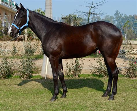 mebajeona stallion horse stud farm