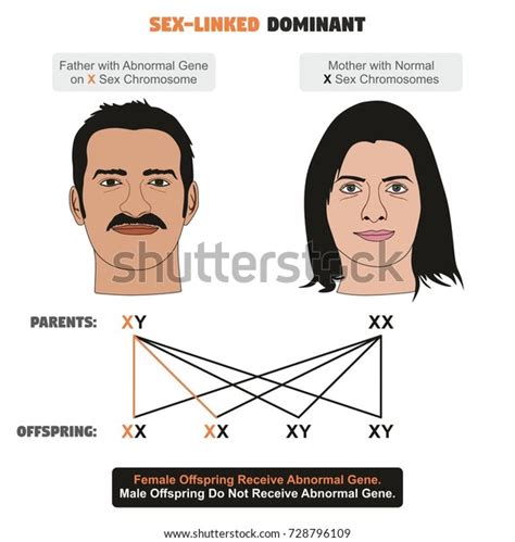 Sex Linked Dominant Hereditary Trait Infographic Diagram Stock Illustration 728796109 Shutterstock