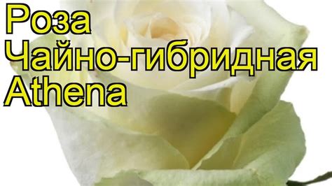 Роза чайно-гибридная Атена. Краткий обзор, описание характеристик, где ...
