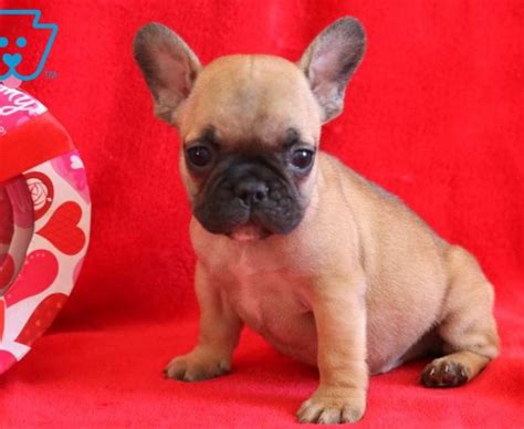 French Bulldog Puppies For Sale | Puppy Adoption | Keystone Puppies