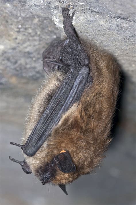 Small-footed Bat (Myotis leibii)
