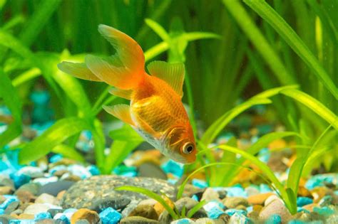 Best Goldfish Food: The Complete Guide To Feeding Your Goldfish ...