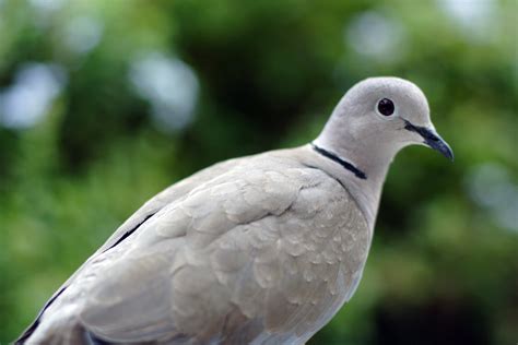 Eurasian Collared-Dove | Outdoor Alabama