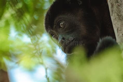 Golden Mantled Howling Monkey Stock Image Image Of Mantled Wildlife