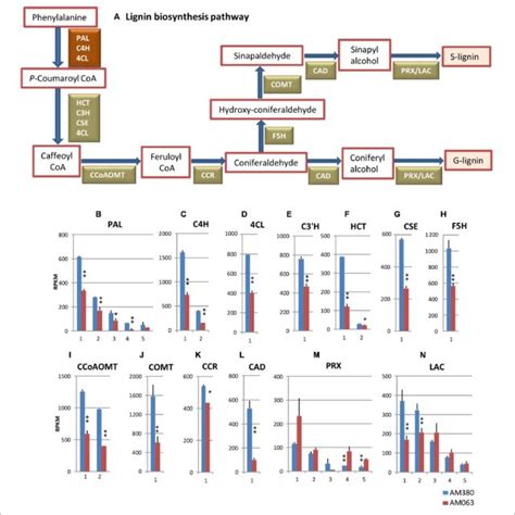 Lignin Biosynthesis Pathway A And Comparison Of The Transcript