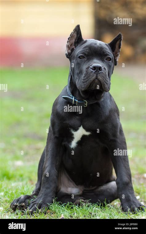 Puppy Age 3 Months Of Cane Corso Breed Of Black Color Sits On The Grass