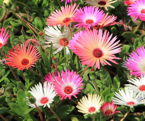 Livingstone Daisy Care: How To Grow Cleretum bellidiforme | Gardening
