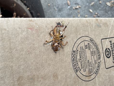 Can anyone make out what insect this is? : r/insects