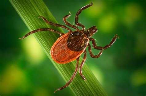 Why Lyme And Other Tick Borne Diseases Are On The Rise Pbs News