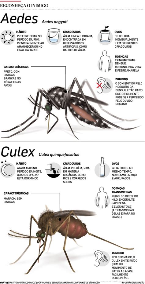 Oportunista e adaptável Aedes aegypti avança Saúde Estadão